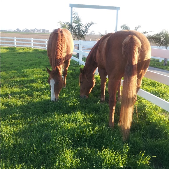 Meet your Posher, Marcie - Picture 5 of 5